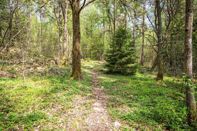 Närliggande promenadstråk på skogsstigar.