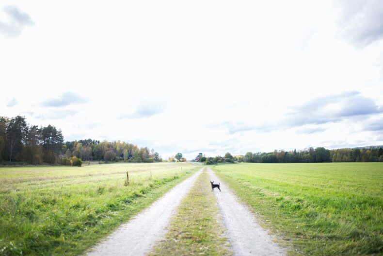 En hund står på en grusväg mellan två vidsträckta åkrar med skog vid horisonten.