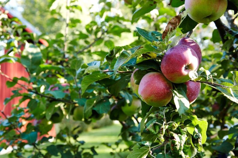 Äpplen på en trädgren i boendets trädgård