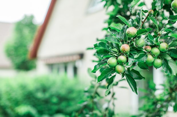 Äpplen på en trädgren med ett hus i bakgrunden