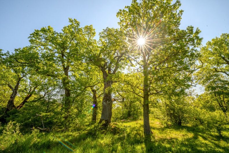 Solstrålar genom kronan på en ek i en sluttning med flera gamla träd