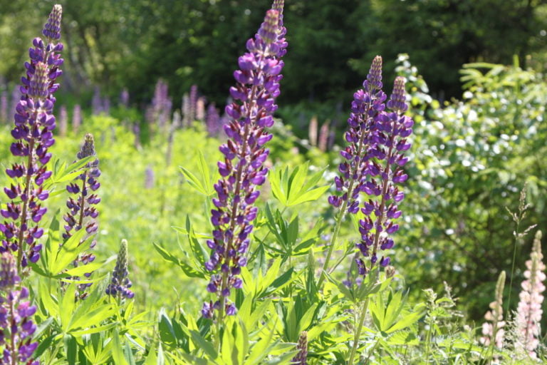 Lila lupiner på en solig äng