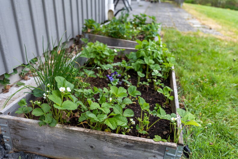 Odling av fina blommor i lådor