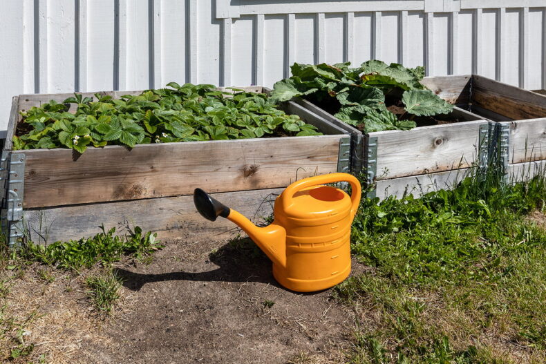 Pallkragar med odling av jordgubbar och rabarber. Orange vattenkanna framför.