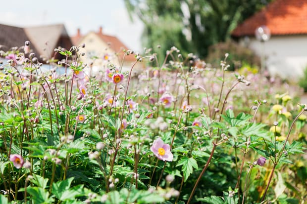 Vårblommor som växer vid boendet
