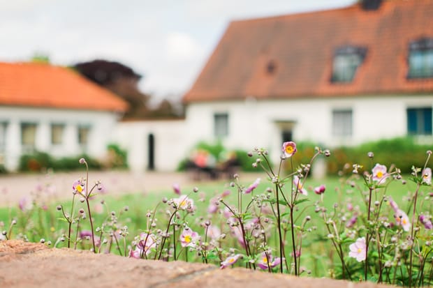 Vilda små blommor vid en mur framför verksamheten